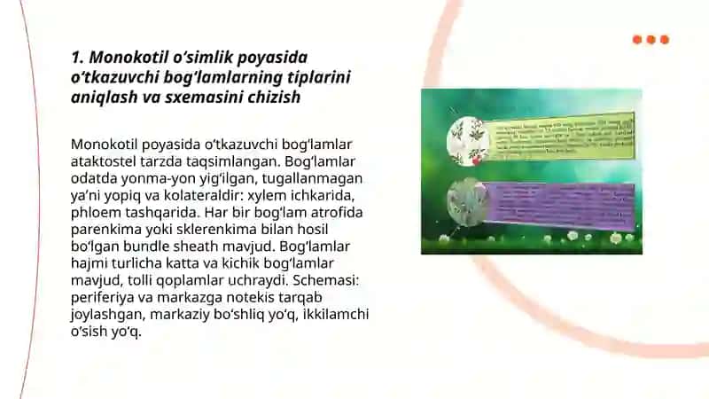 Monokotil oʻsimlik poyasi 3