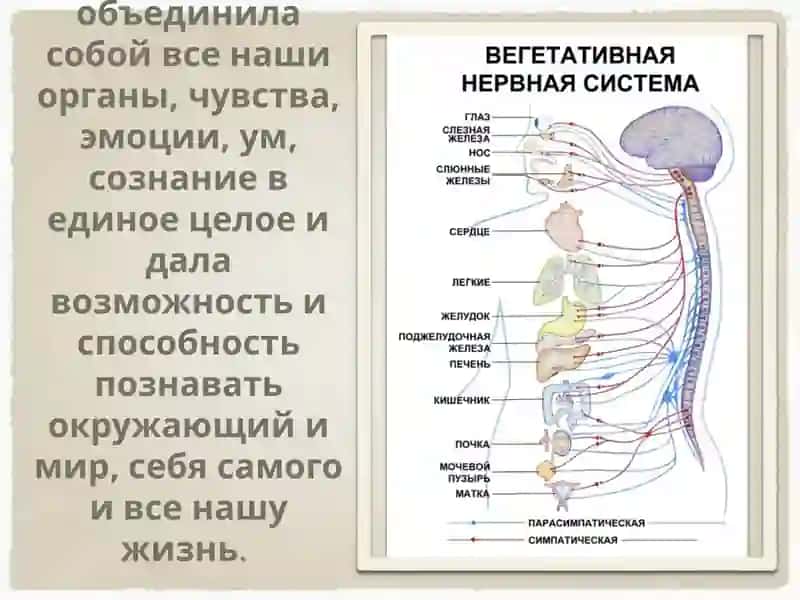 Гигиена Нервной Системы 3