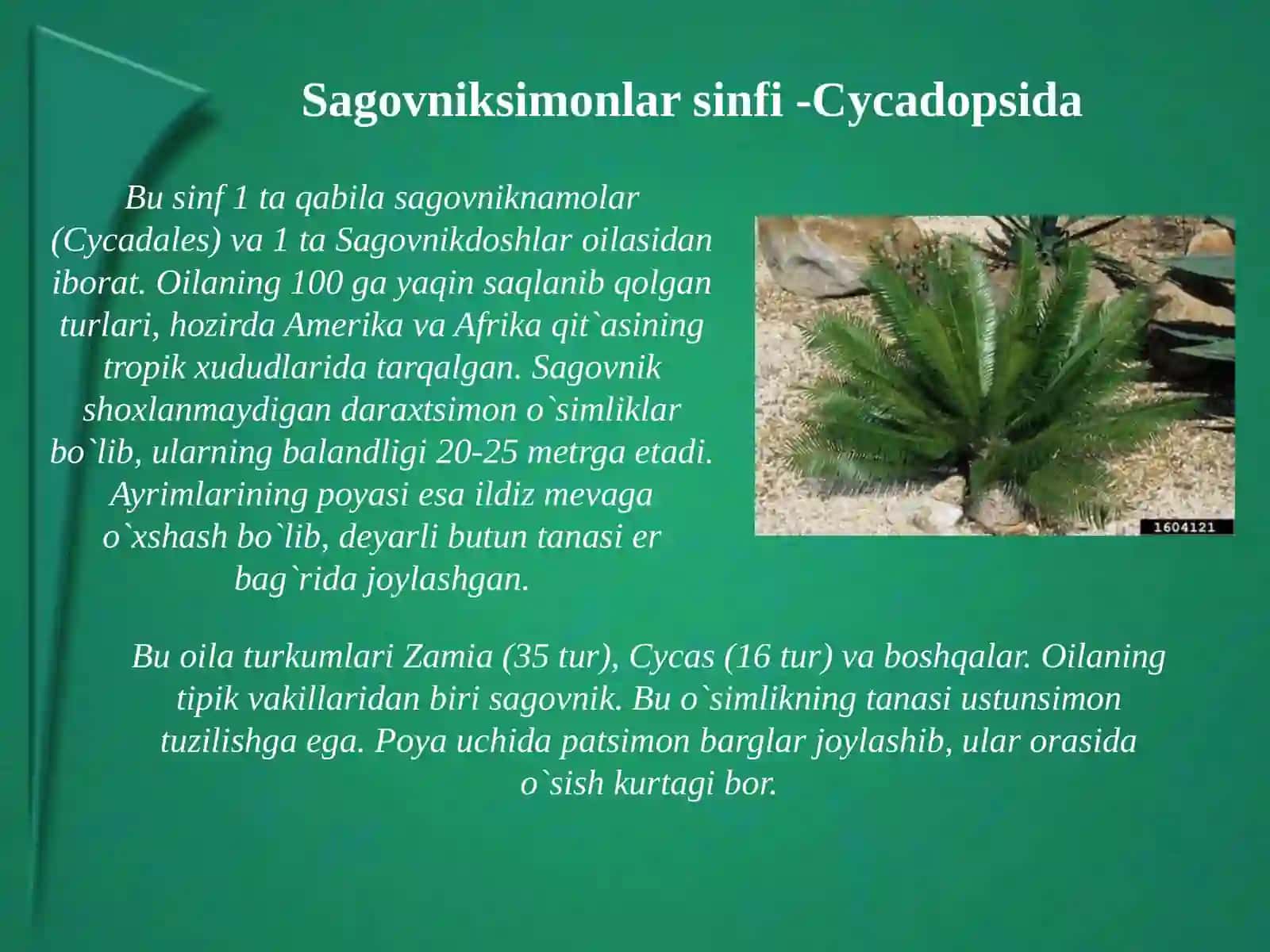 Qarag`aytoifa(ochiqurug`li) (PinophtaGymnospermae) 3