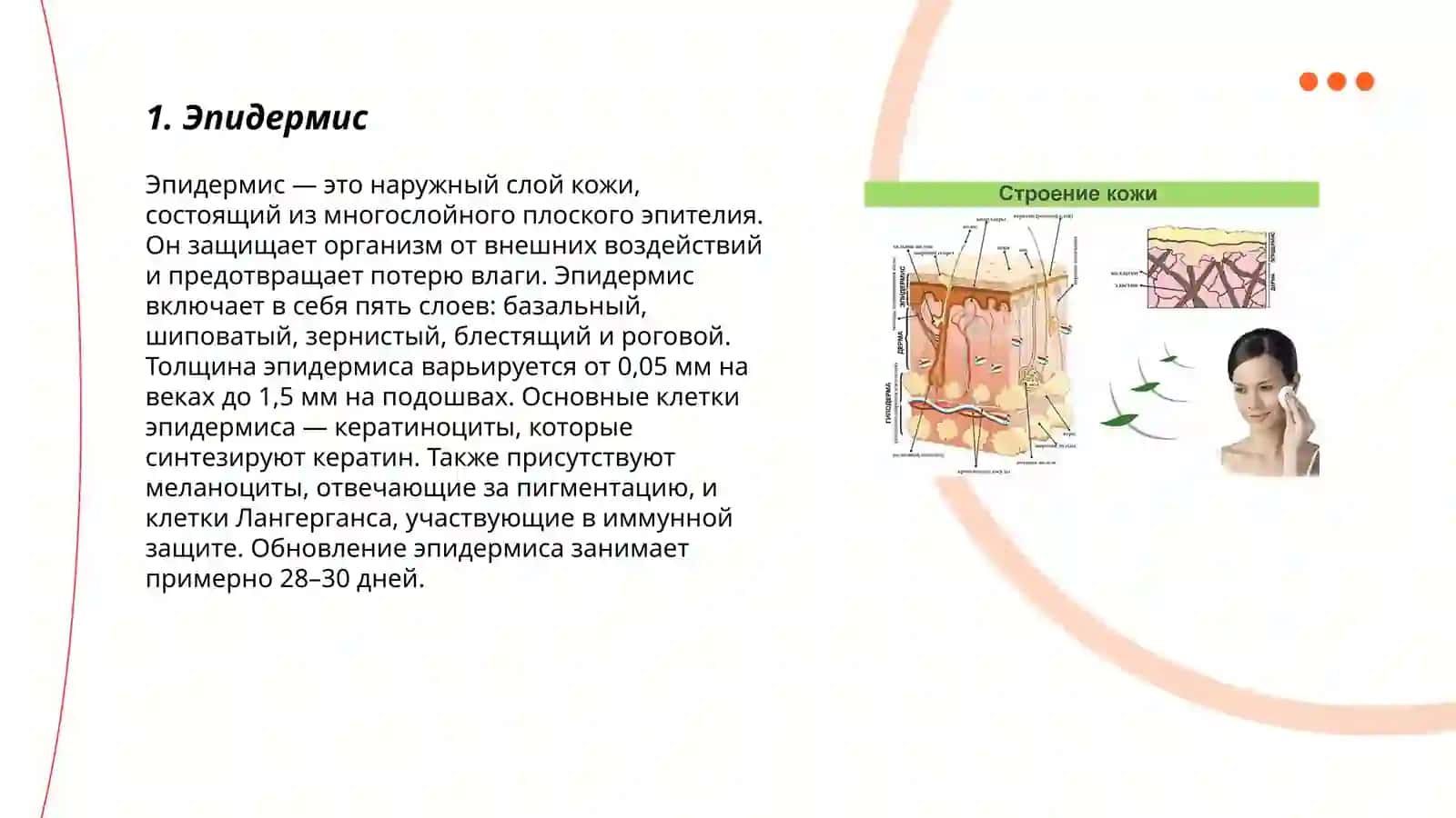 Строение и состав кожи 3