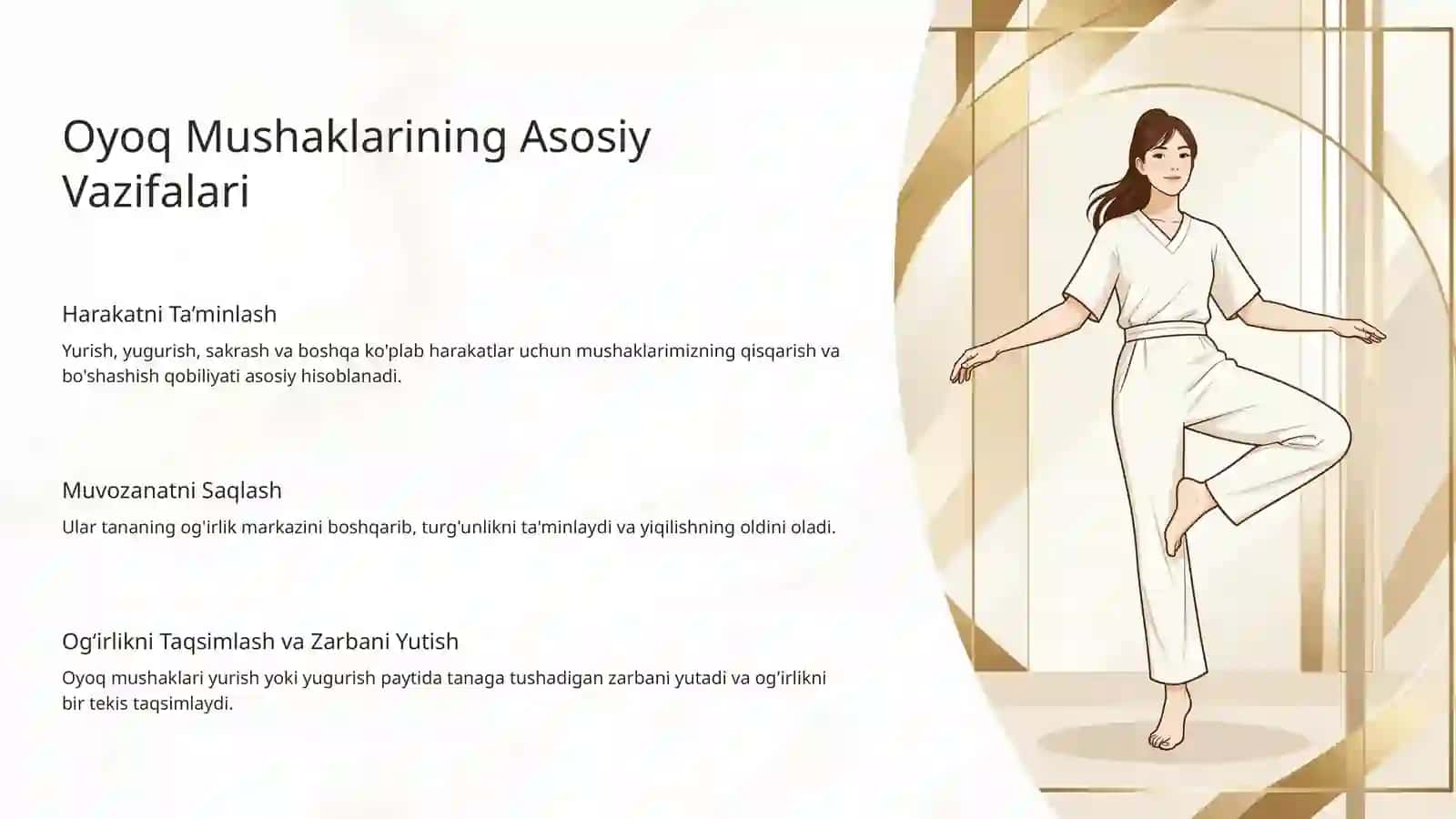 Oyoq Mushaklarining Vazifalari 3