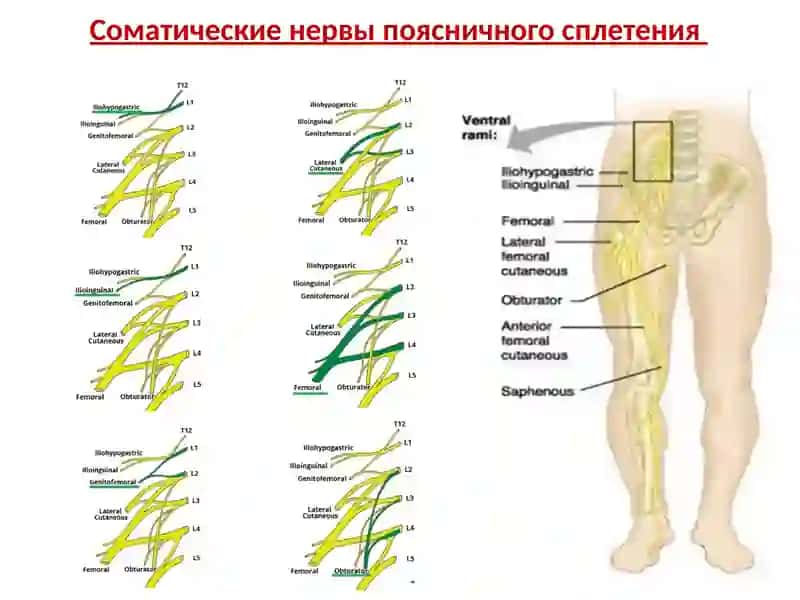 Иннервация малого таза 3