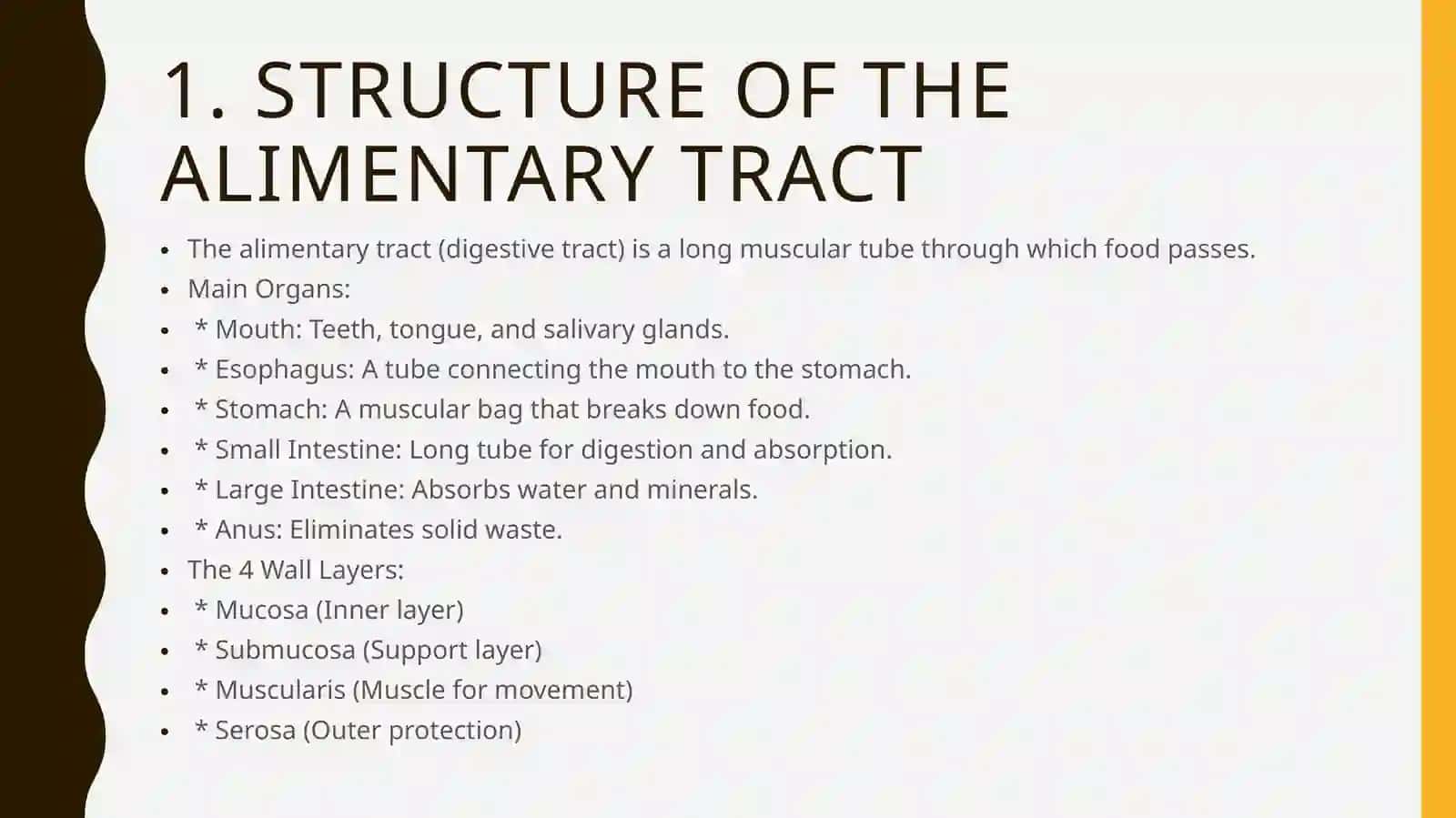 THE ALIMENTARY TRACT OF A HUMAN BEING 3