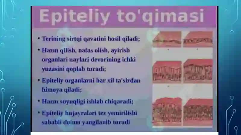 Epiteliy to‘qimasi 3