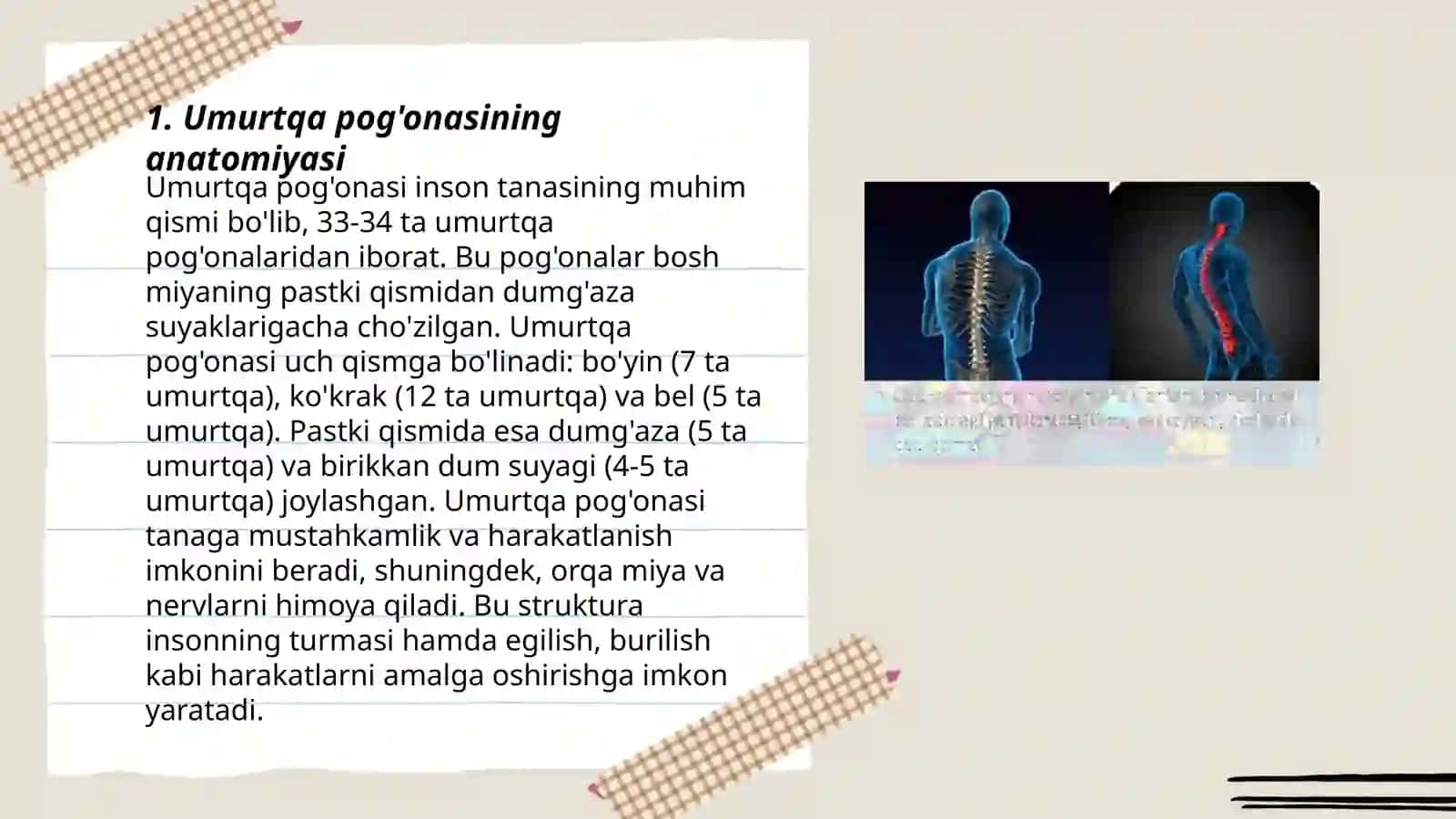 Umurtqa pog’onasi anatomiyasi 3