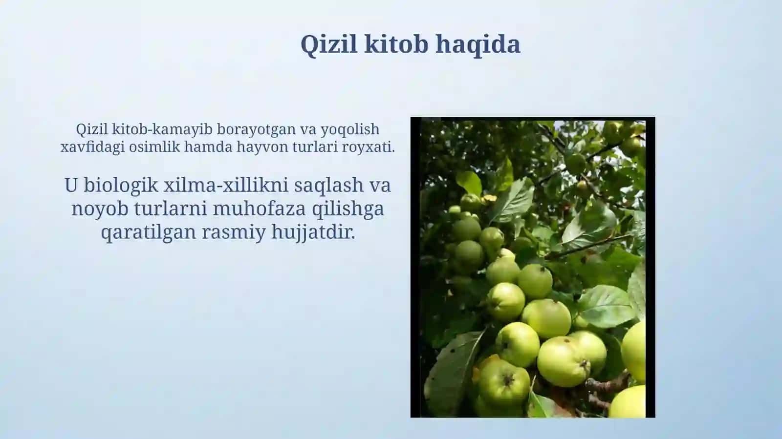 Qizil kitobga kiritilgan mevalar 3