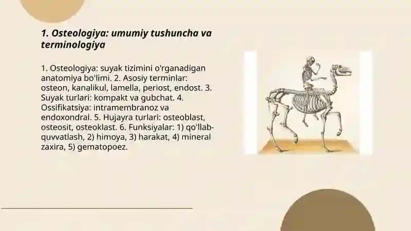 Osteologiya 3