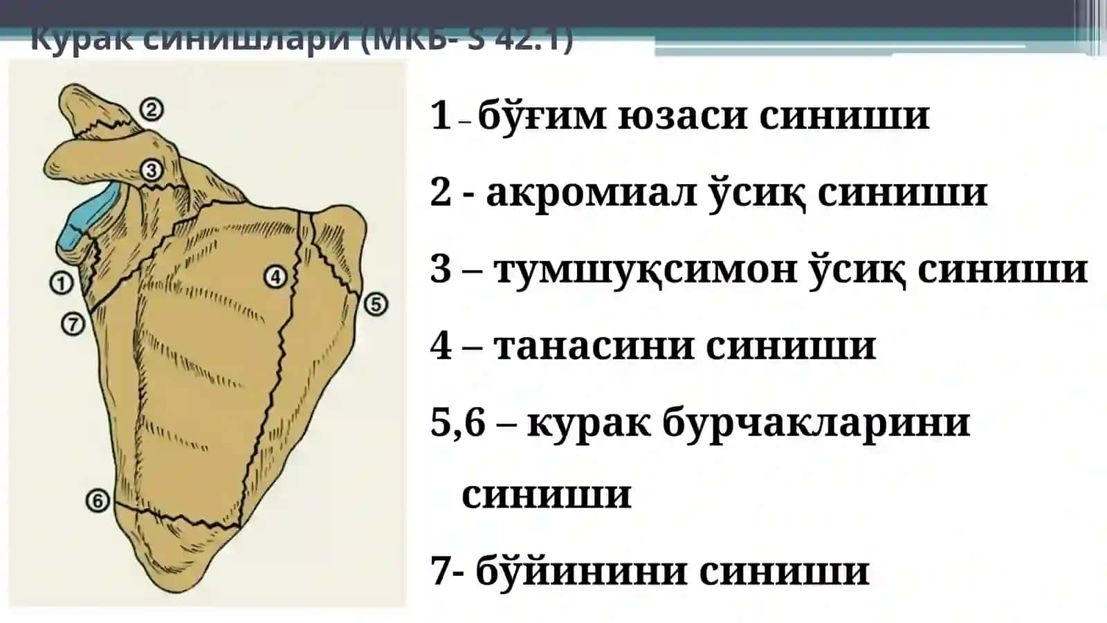 ЕЛКА КАМАРИ ЖАРОХАТЛАРИ 3