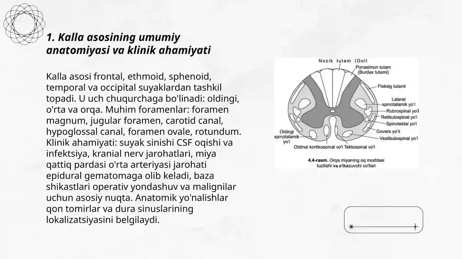 Каllа asosining Kinik anatomiyasi 3