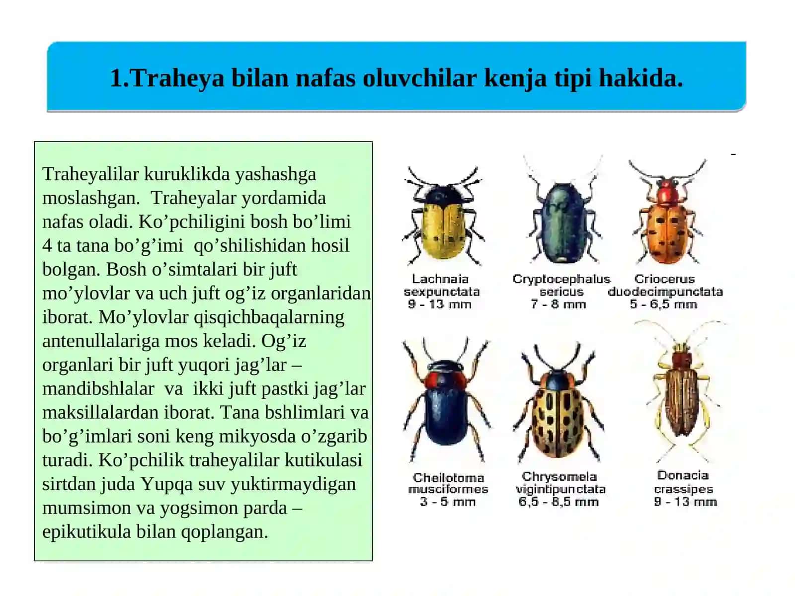 Traheya bilan nafas oluvchilar (TRACHEATA) 3