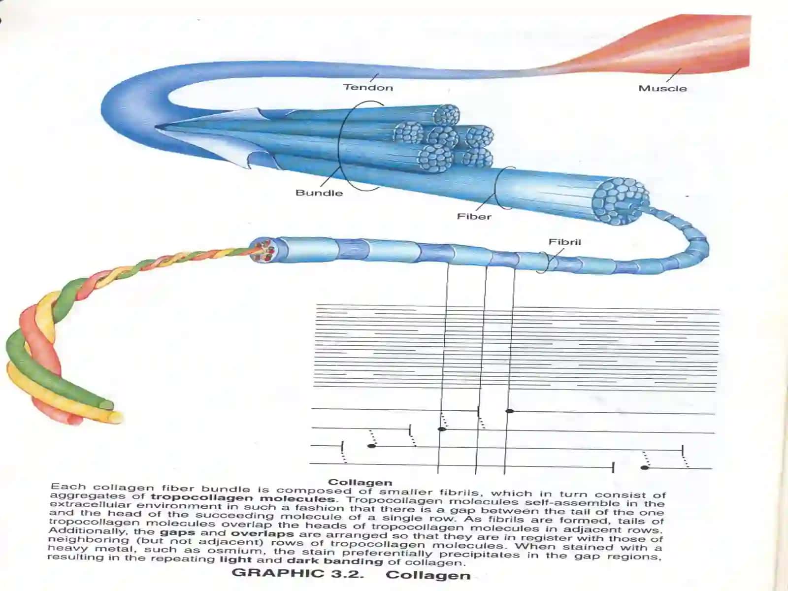 Biriktiruvchi to'qima bioximyosi 3