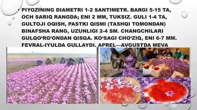 Zafaron – sapsarguldoshlar 3