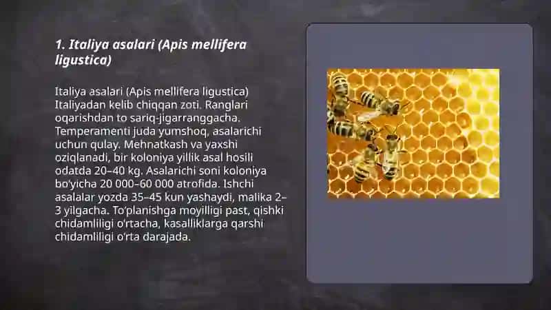 Italiya asalari (Apis mellifera ligustica) 3