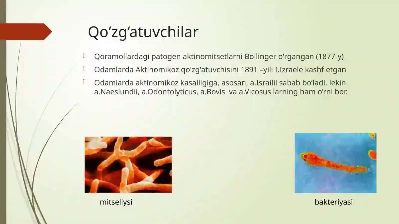 Aktinomikoz va qo‘zg‘atuvchilari 3