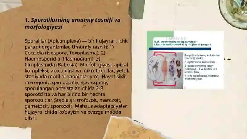 Odamlar parazitlari; Sporalilar 3