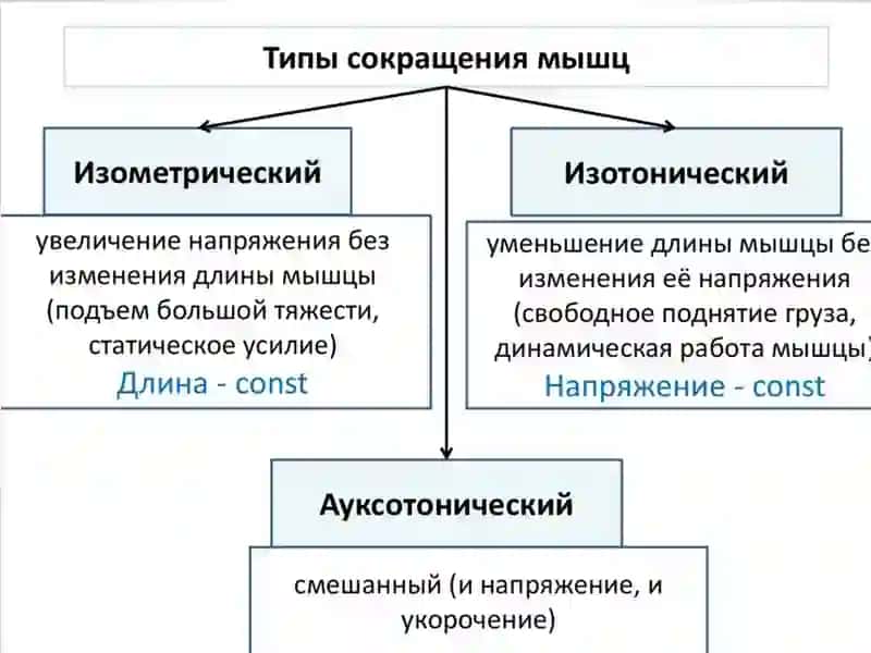 Мускул тукимаси физиологияси 3
