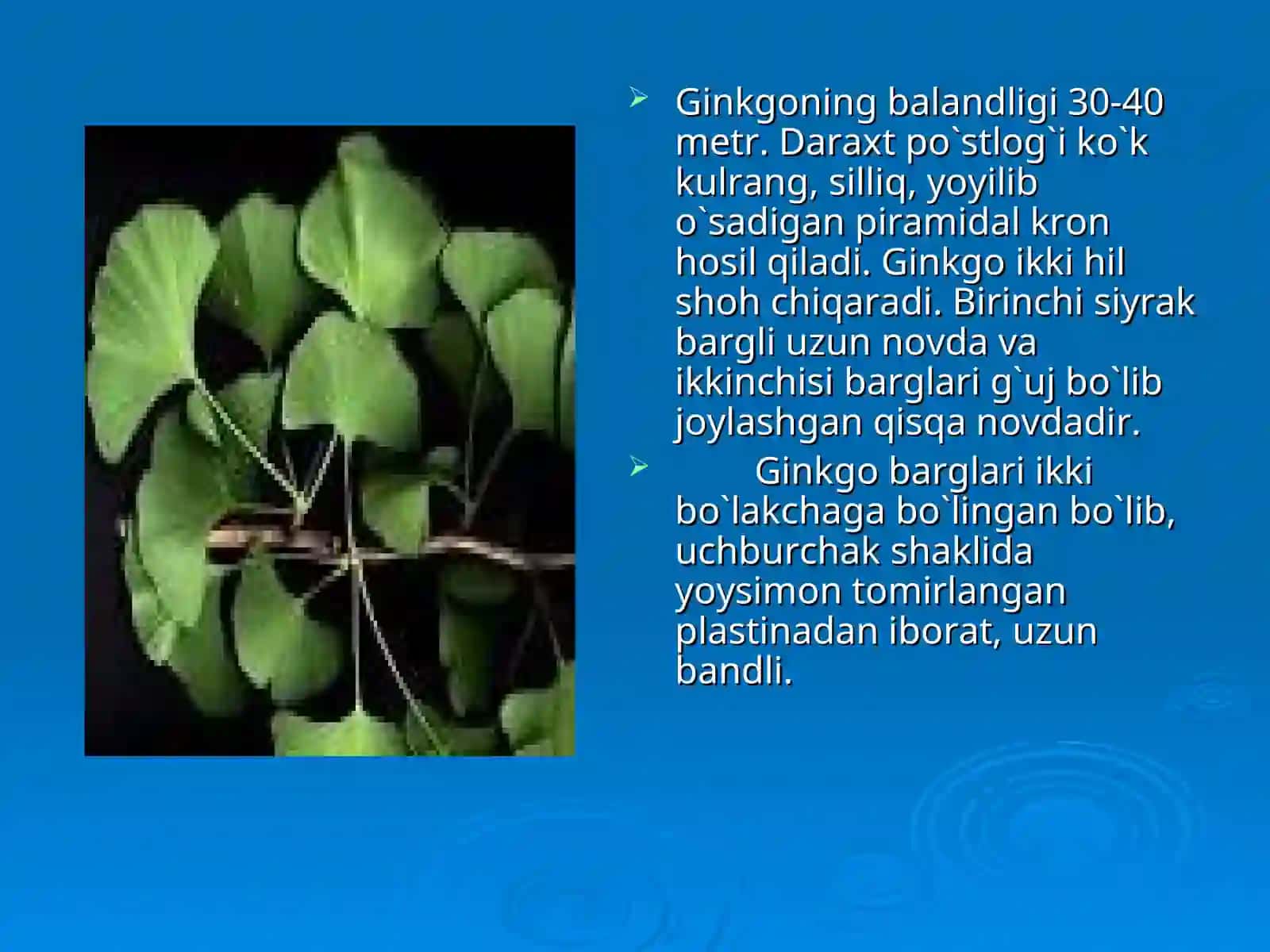 Ginkgolar qabilasi 3