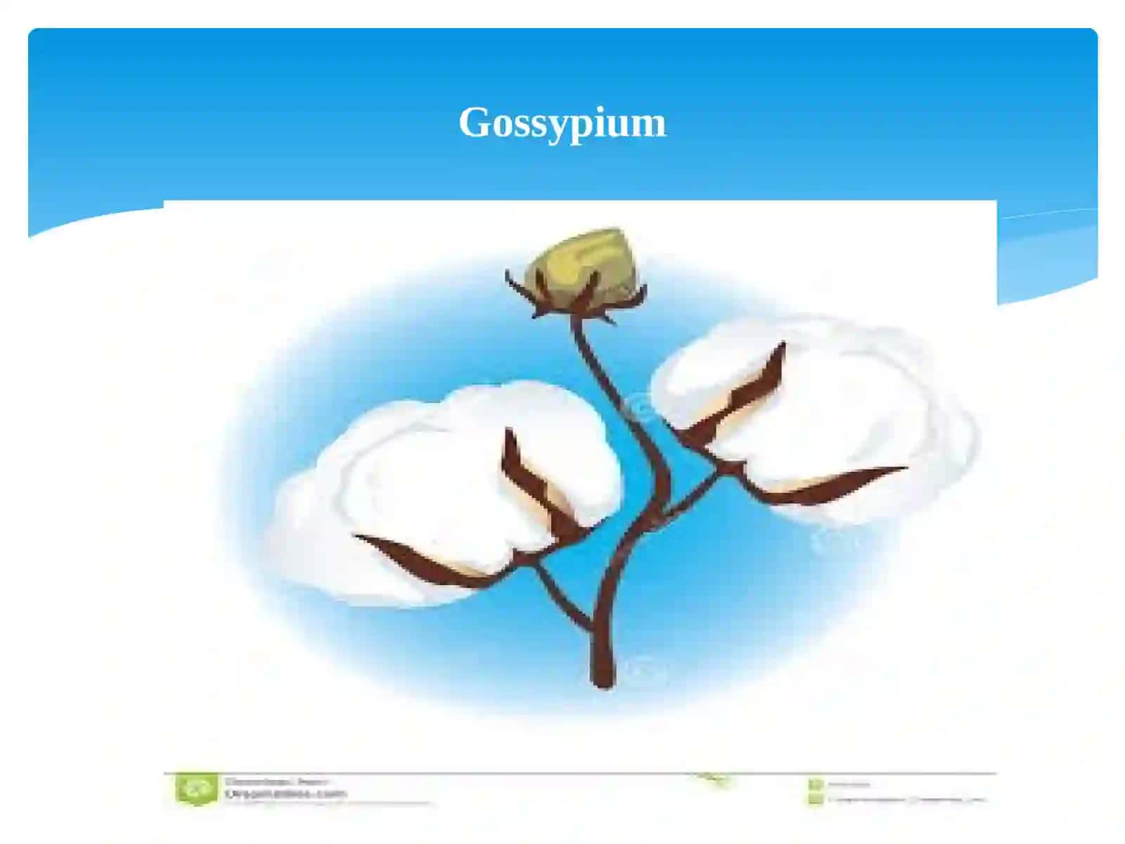 Gossypium 3