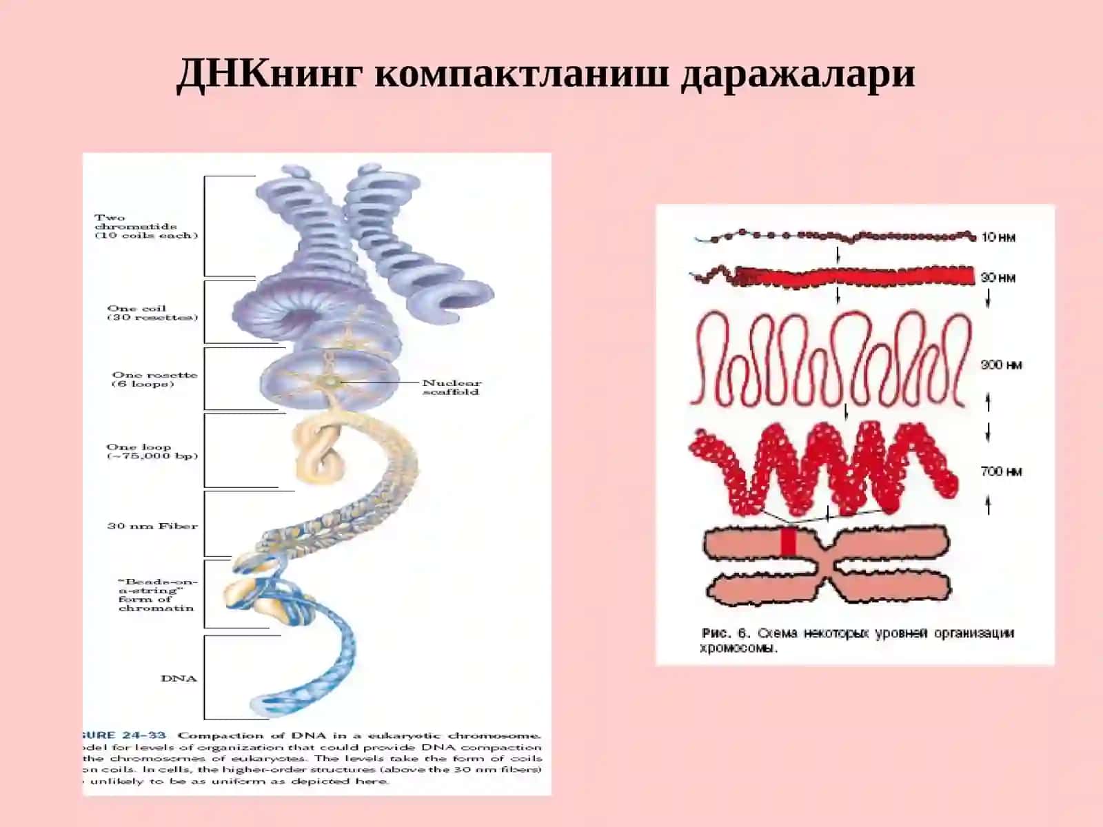 ИНСОН ГЕНОМИ ДАСТУРИ 3
