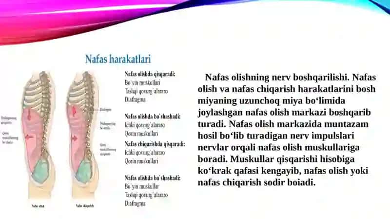 Nafas olishning boshqarilishi 3