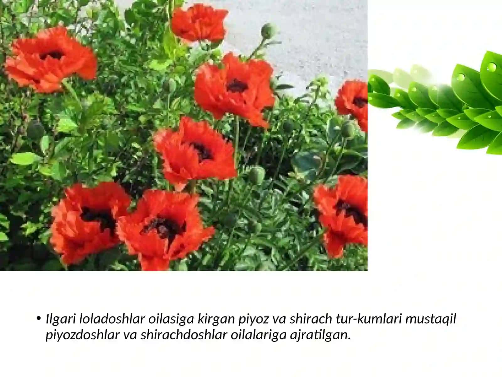 6-sinf Botanika Loladoshlar oilasi 3