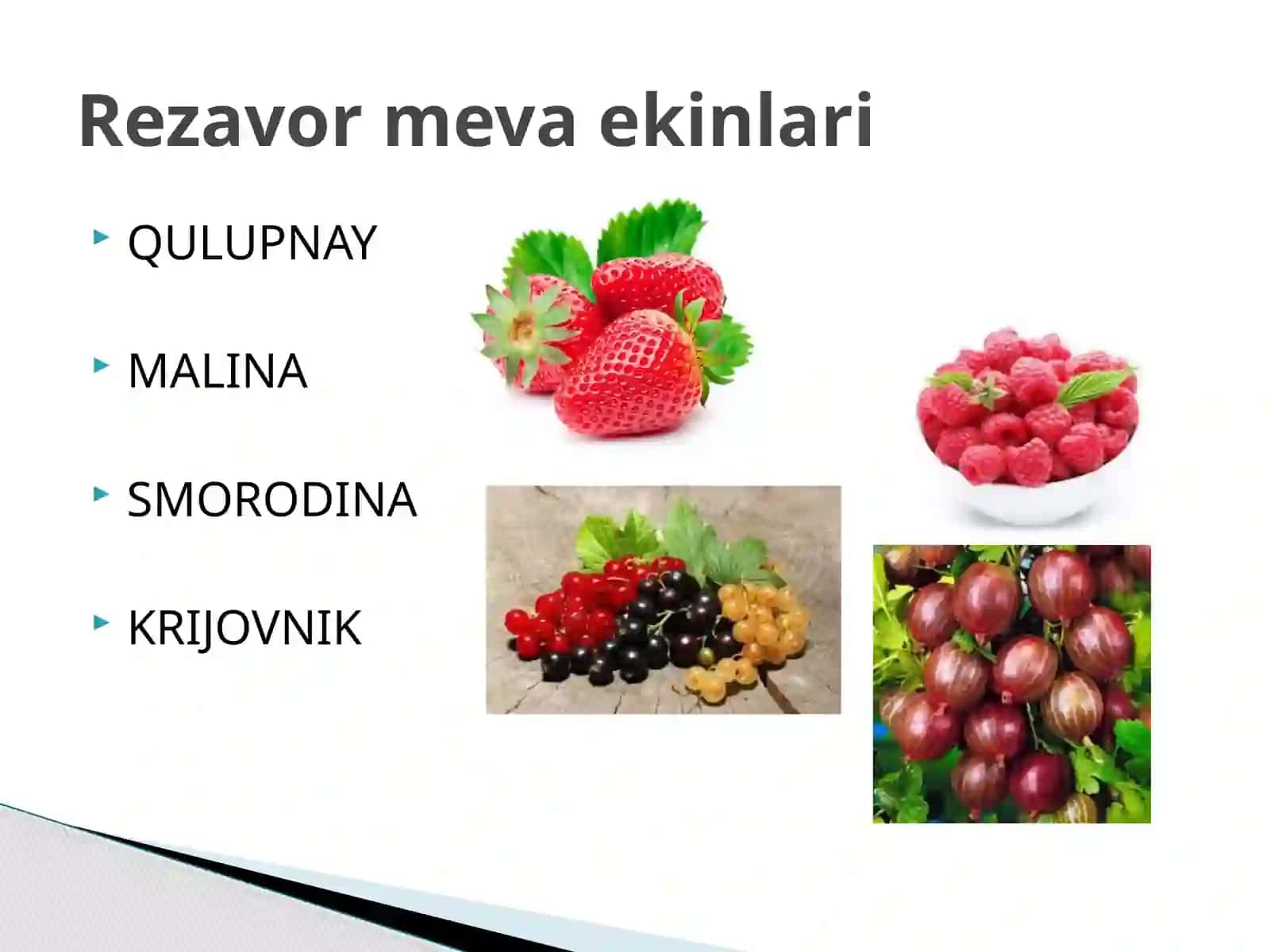 Rezavor mevali ekinlar 3