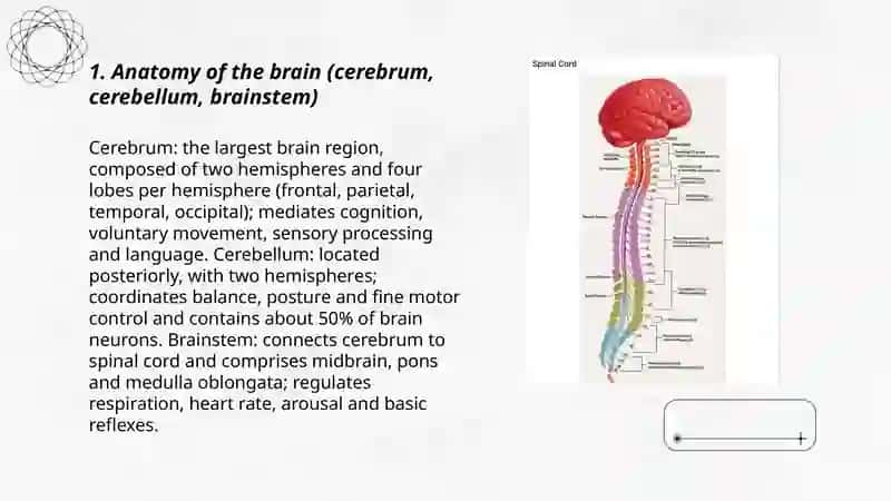 Braind and a nervous system 3