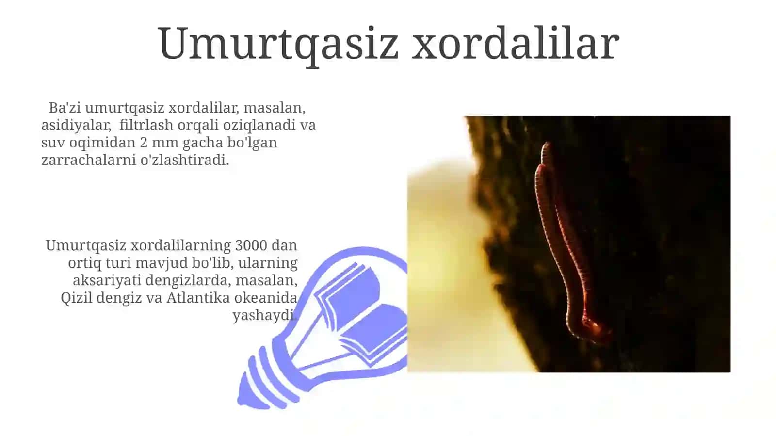 Xordalılar: Umumiy xususiyatlari 3