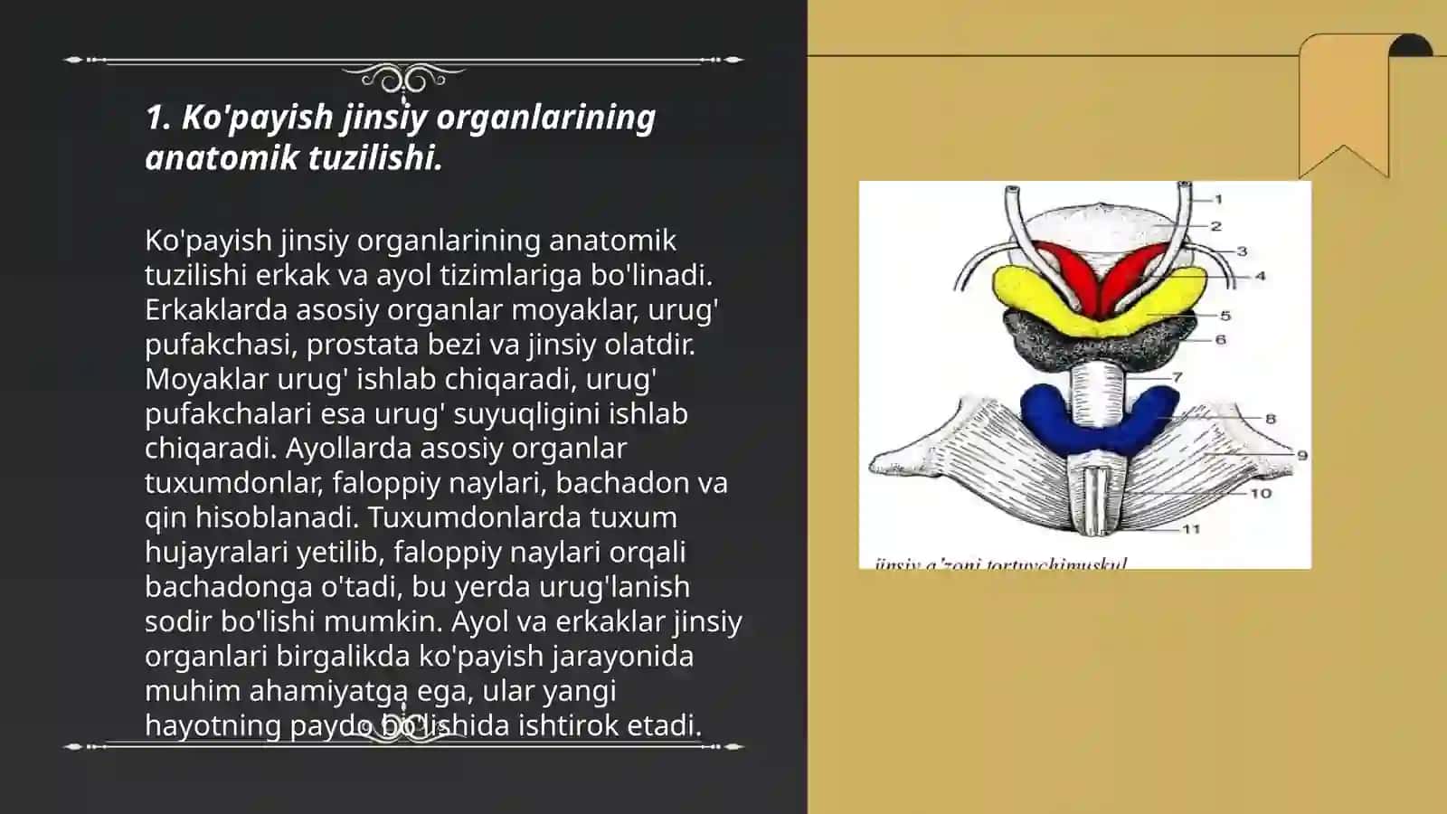 Hayvonlar anatomiyasi fani 3