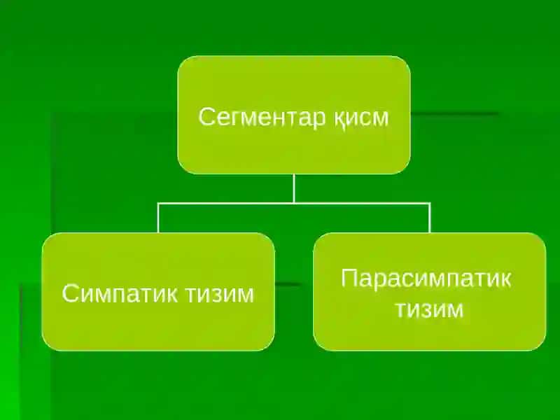 Вегетатив асаб тизим 3