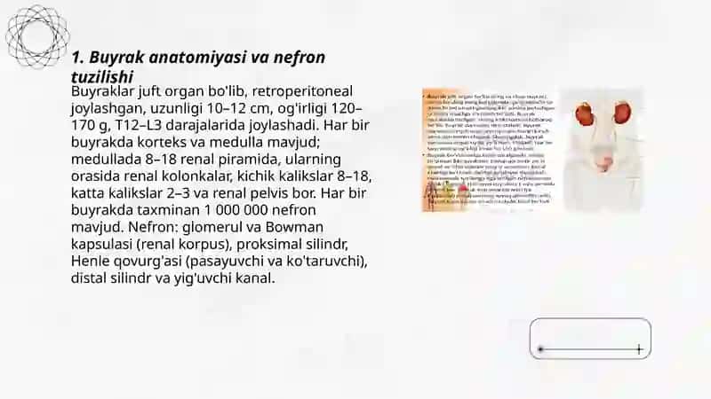 siydik ayirish sistemasi 3