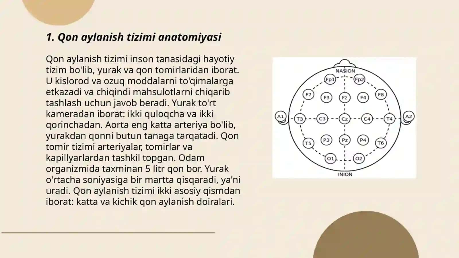 Qon aylanish sistemasi 3