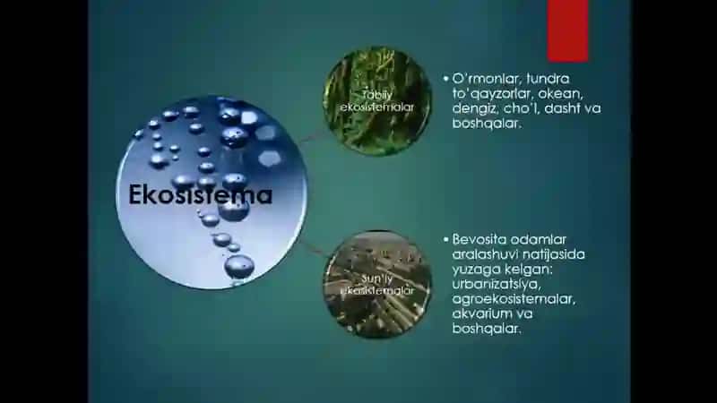 Ekosistema, biom, biotsenoz 3