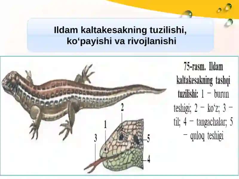 Sudralib Yuruvchilar Sinfi 3