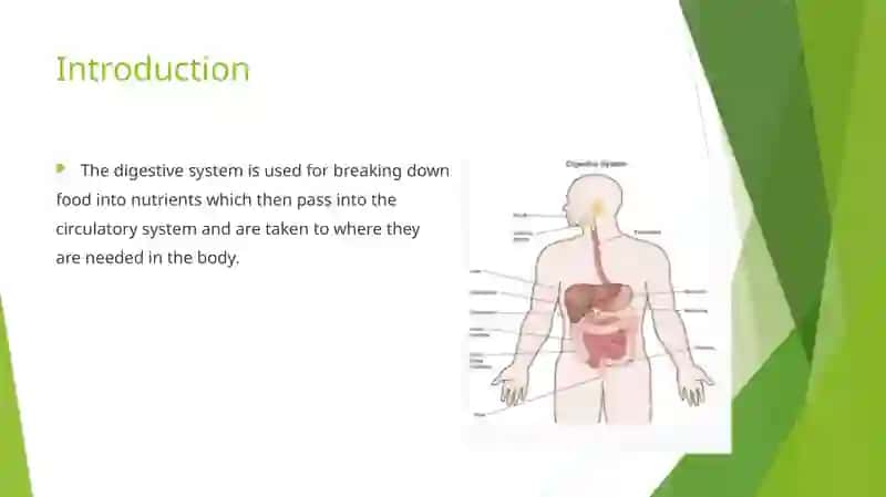 The digestive system and process of digestion and absorption 3