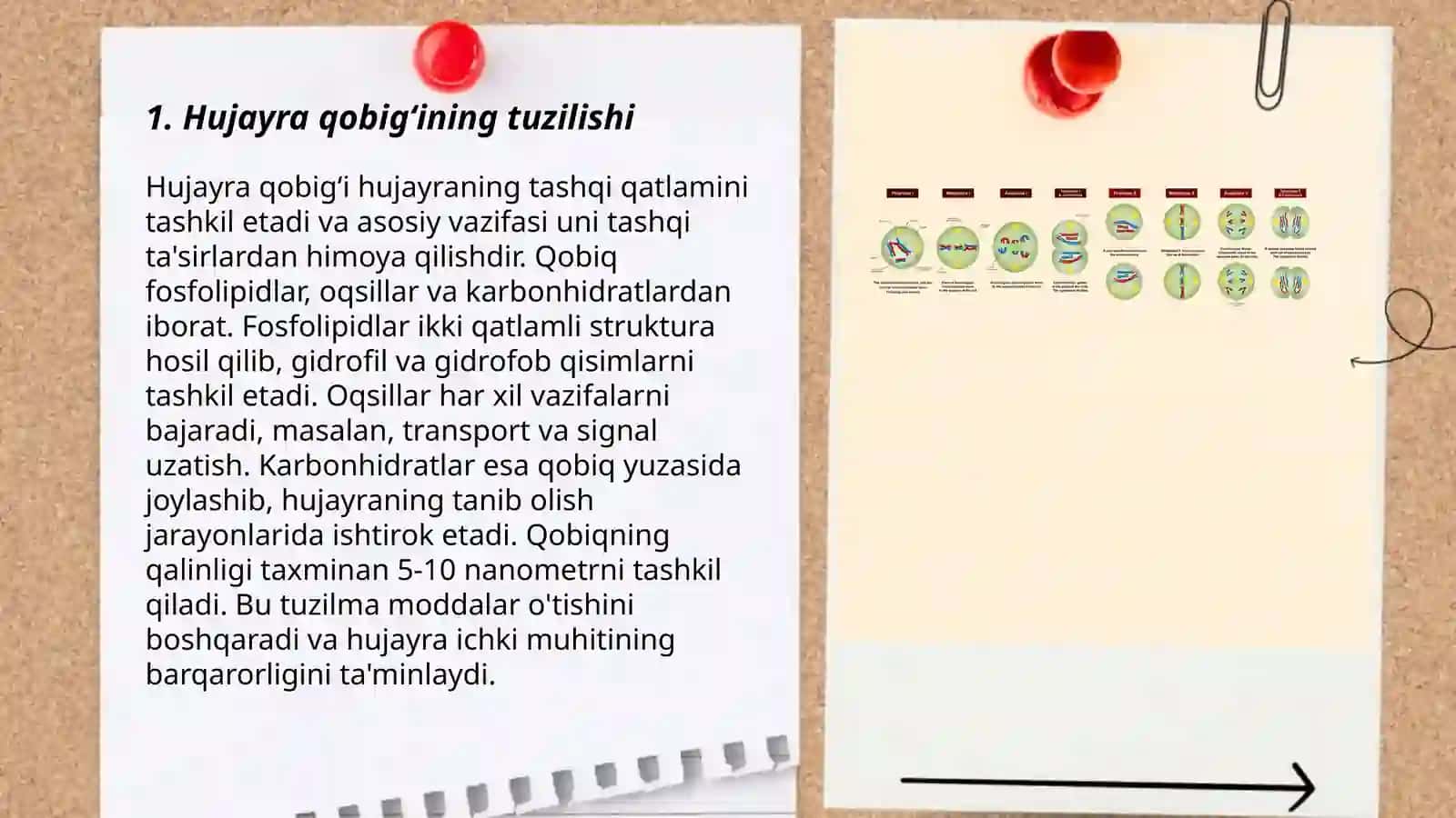 Hujayra qobig‘i 3