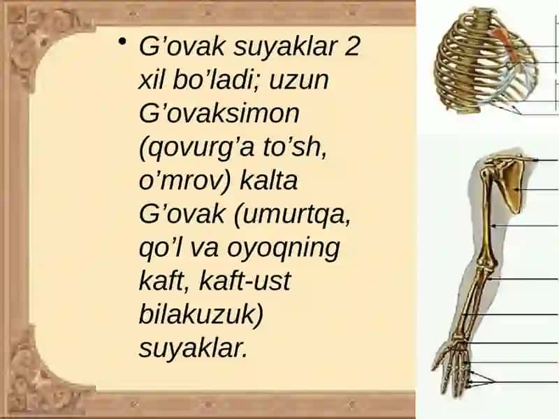 Qo`lsuyaklari 3