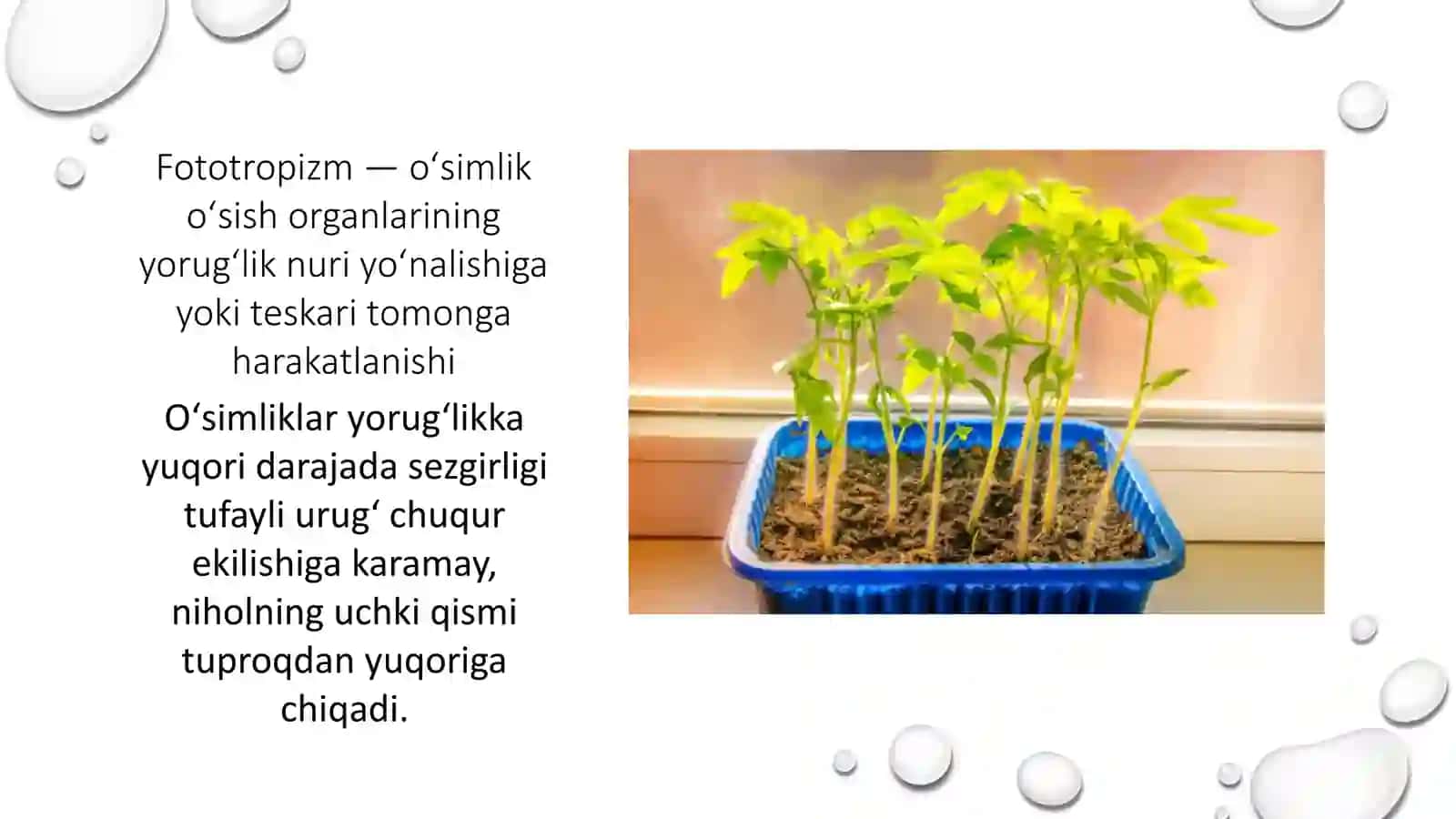O'simliklarda Harakat Hodisalari 3