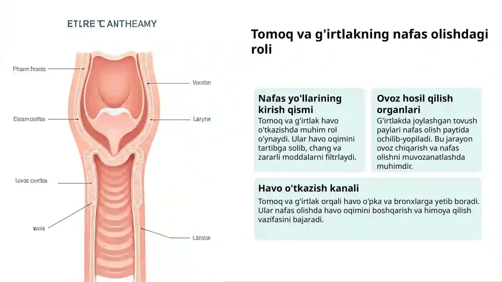 Nafas olish tizimi: hayot manbai 3