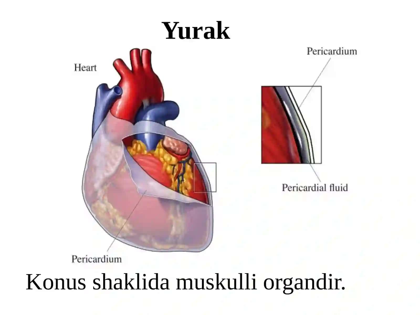 Yurak-qontomirlar sistemasi 3