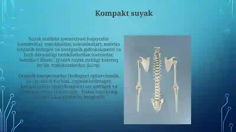 Suyaklarning tuzilishi va turlari 3