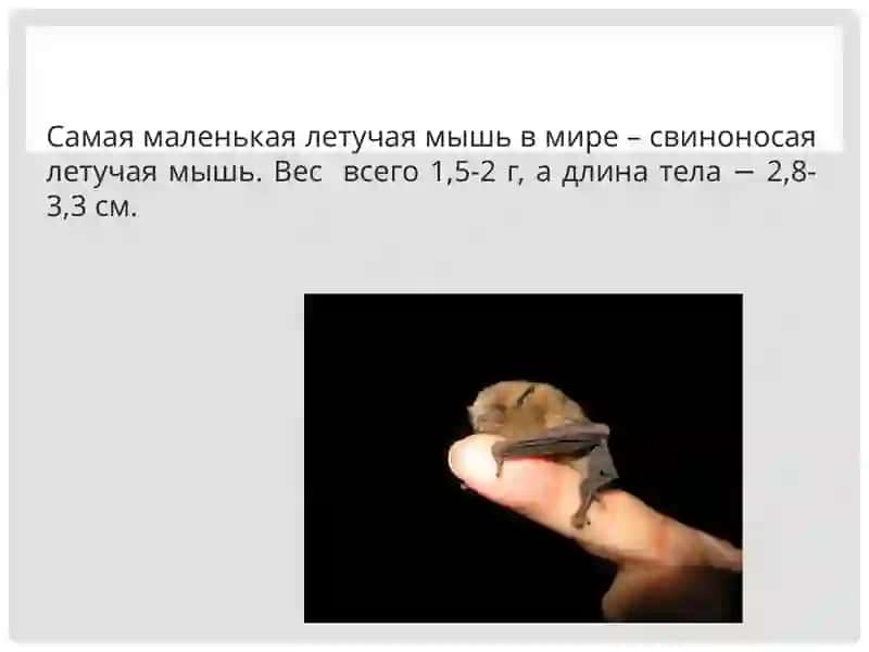 Фауна и экология летучих мышей 3