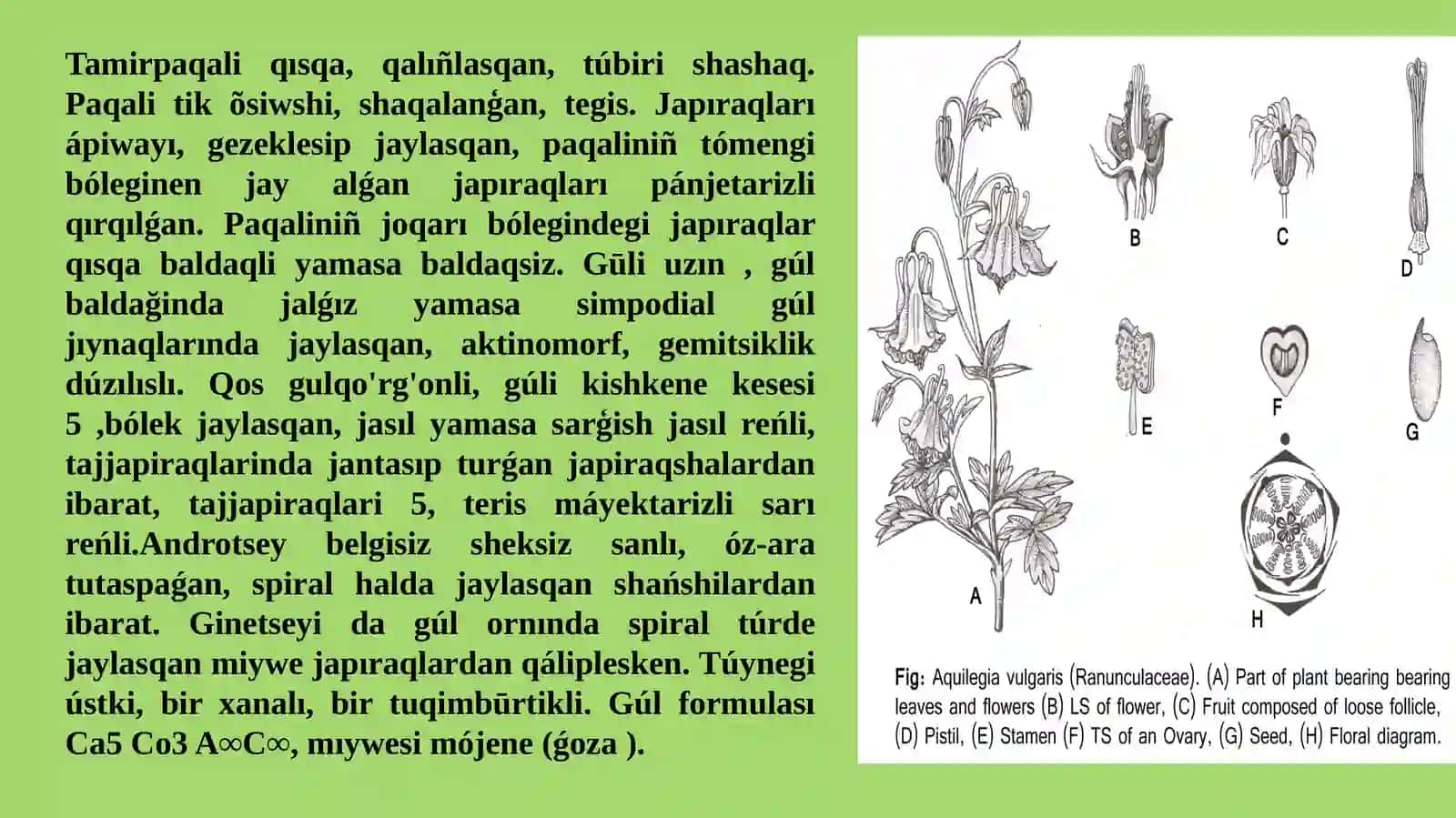 Ayiwtabanlilar tuqimlasi (dárilik tùrleri, biologiyasi, ekologiyasi, areali hám xaliq xojaliǵindaǵi áhmiyeti) 3