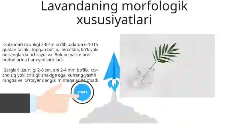 Lavanda Yetishtirish va Parvarishi 3
