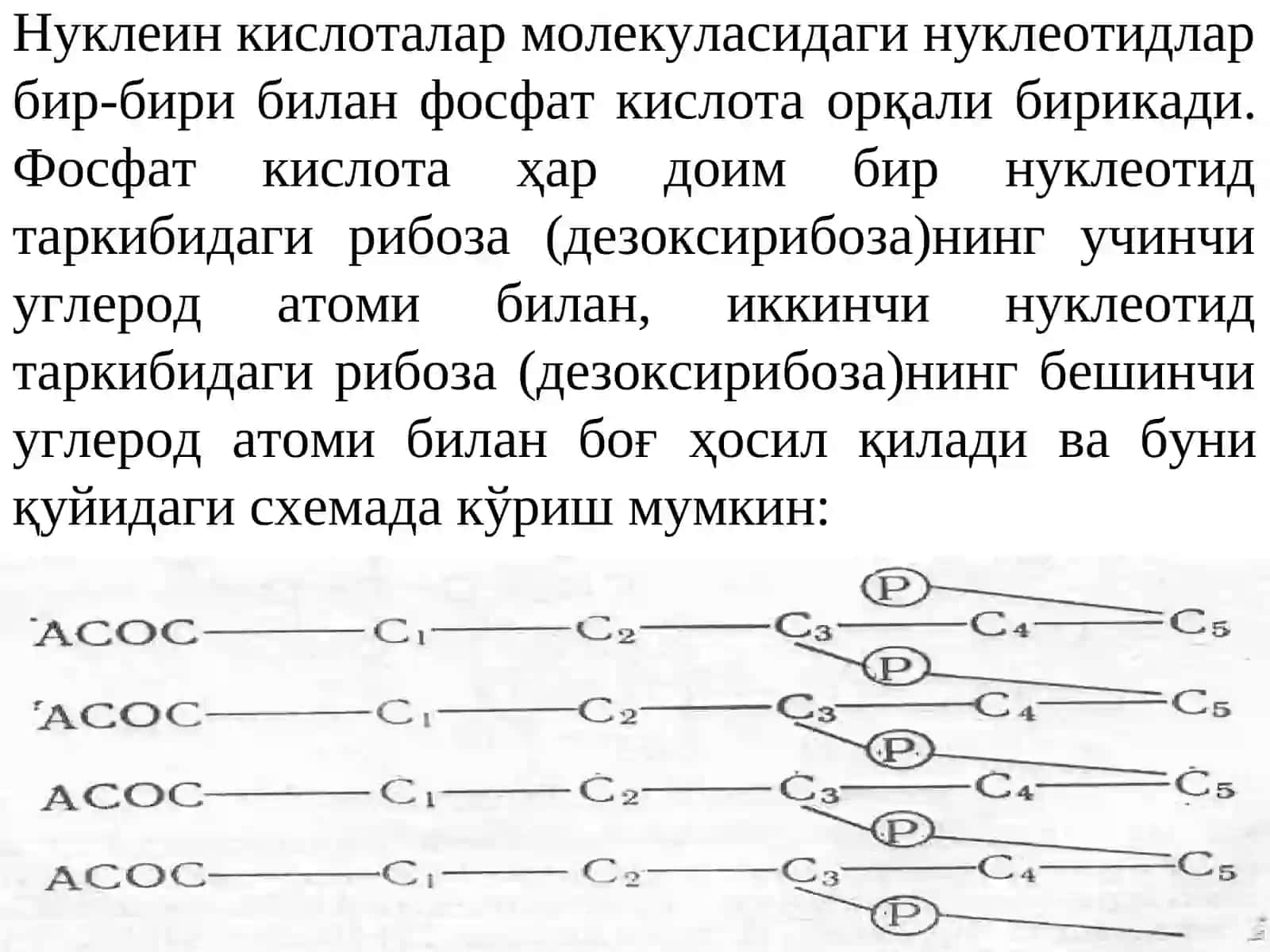ДНК ва РНКларнинг тузилиши 3