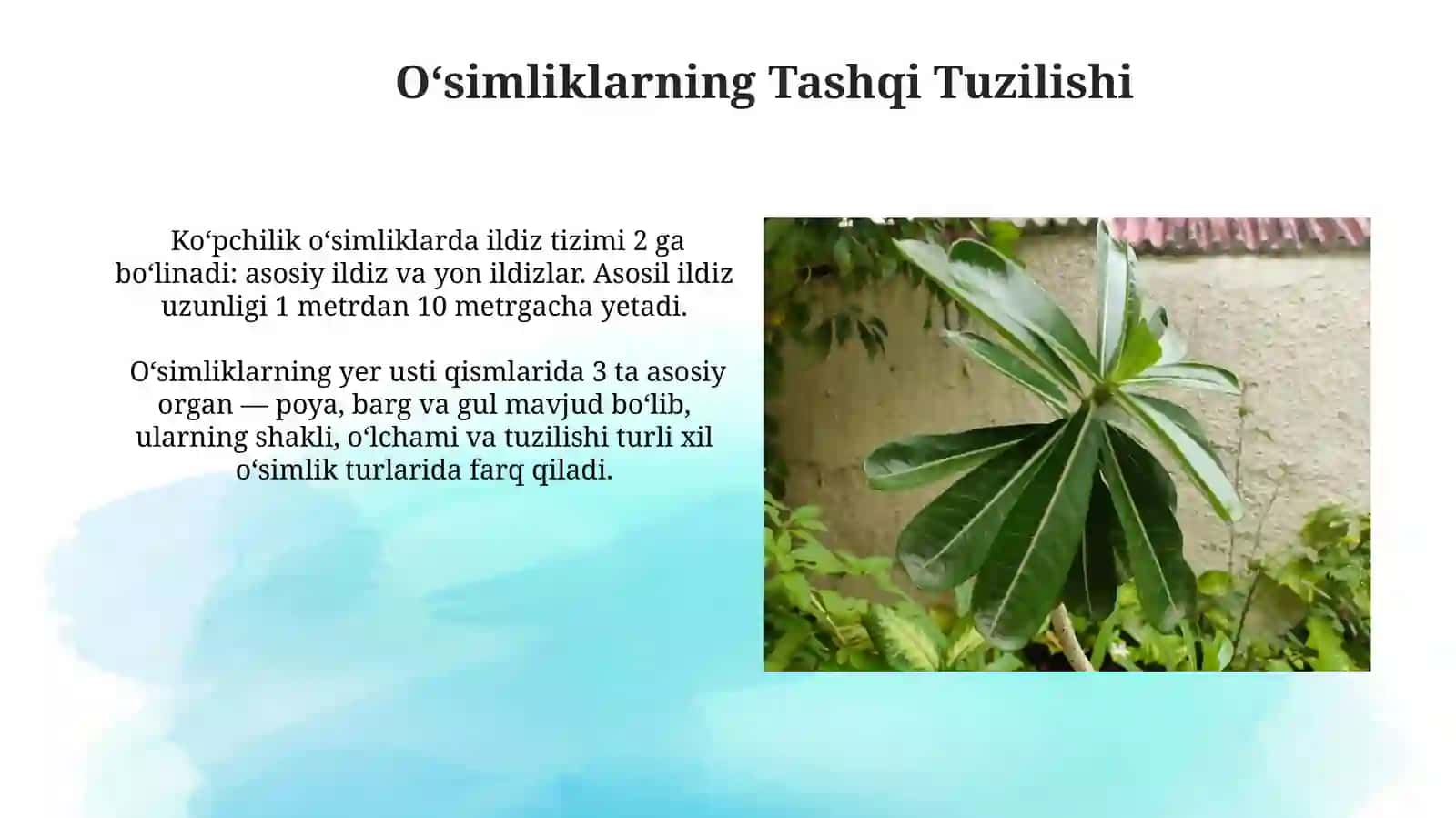 Oʻsimliklarning Tashqi Tuzilishi 3