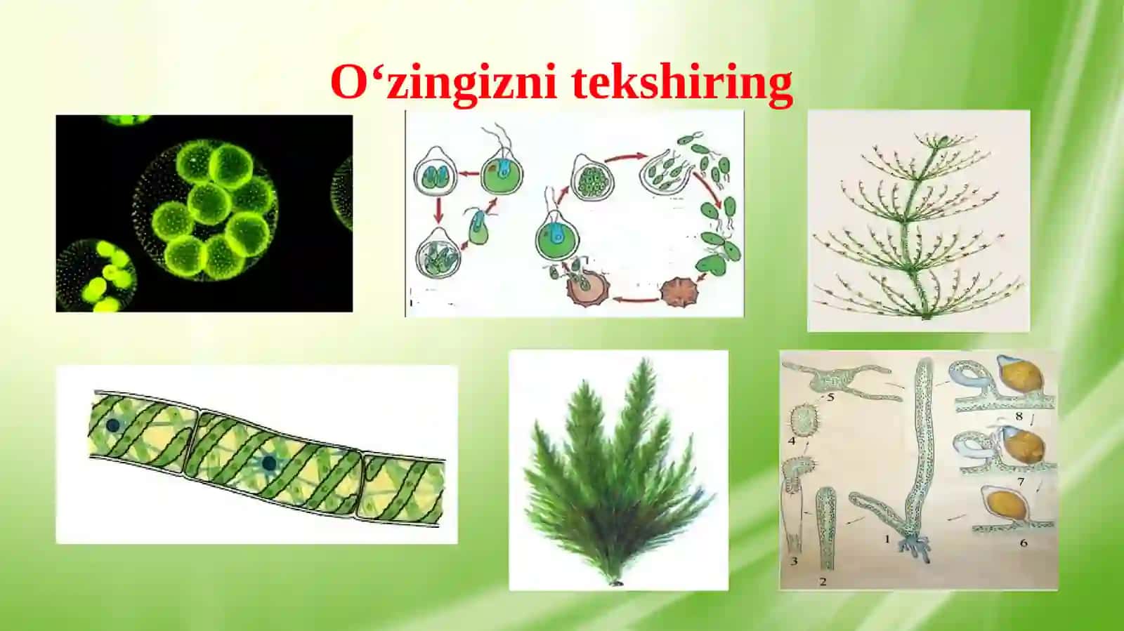 Diatom, qo‘ng‘ir suvo‘tlari bo‘limi 3