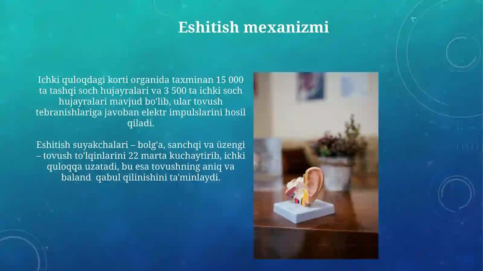 Eshitish organlari 3