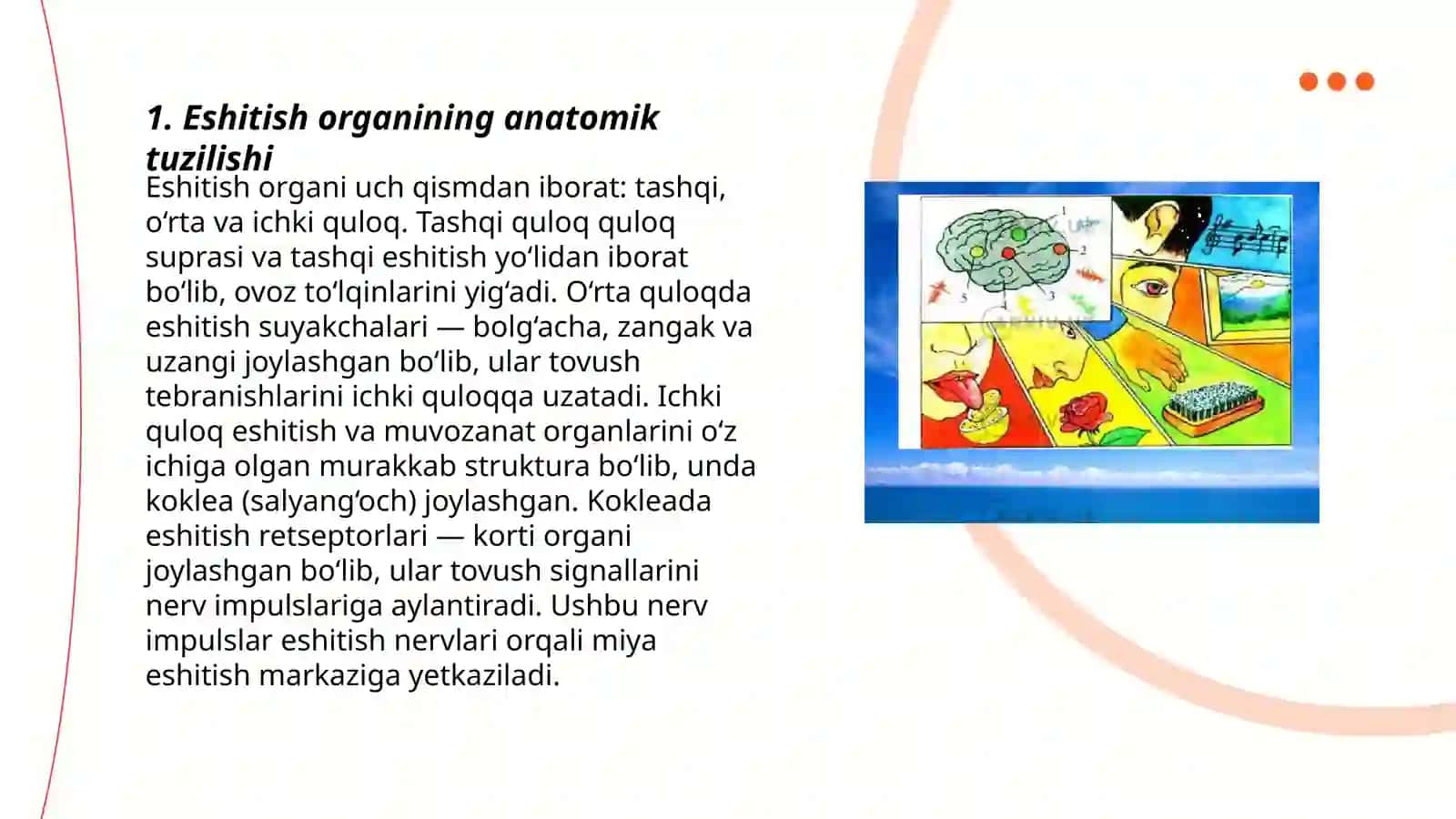 Eshitish organi innervatsiyasining hususiyatlari 3