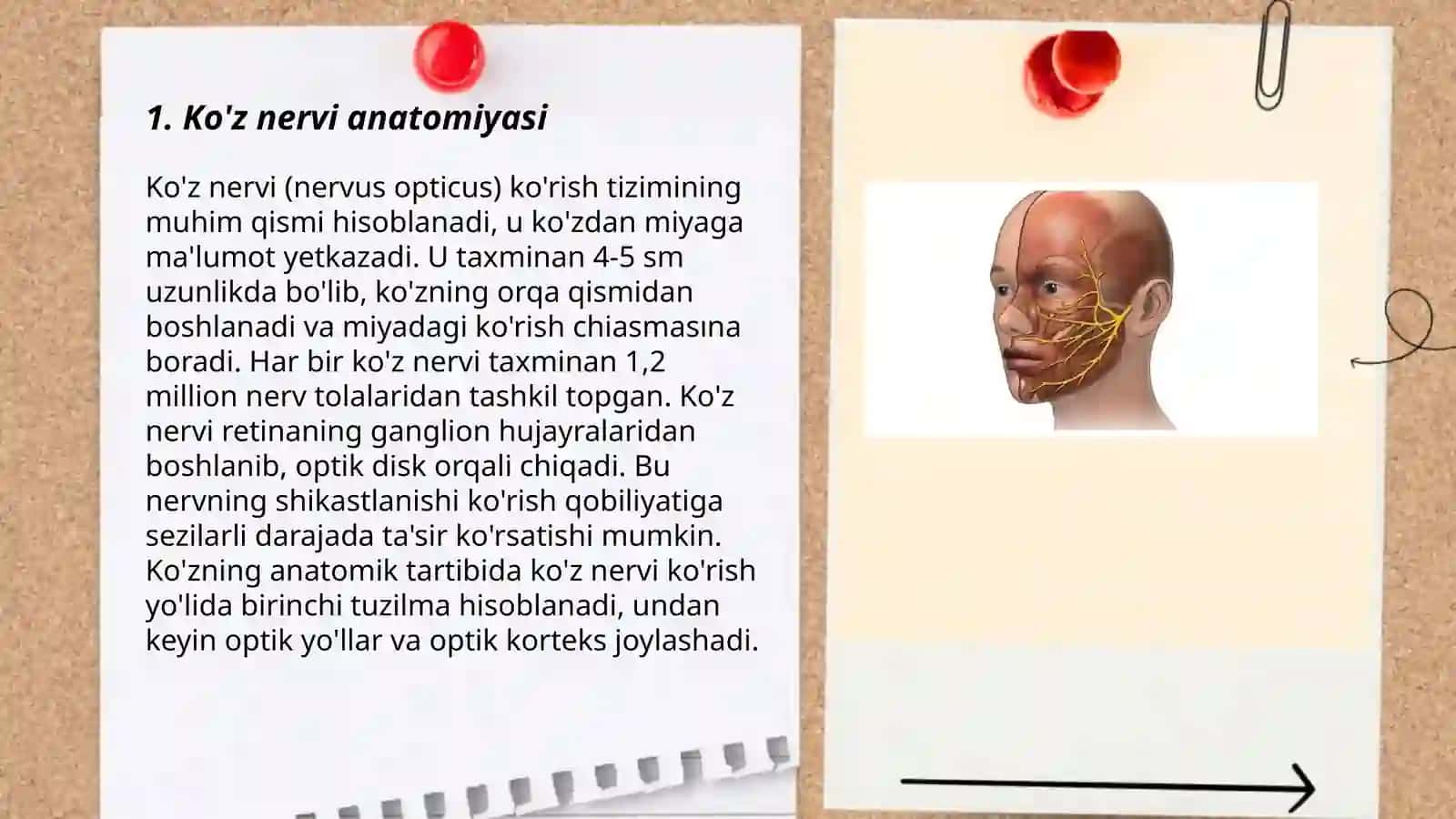 Ko'z nervi anatomiyasi 3